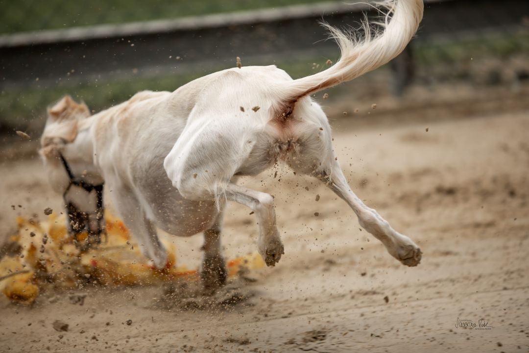 Training am 03.08.2025